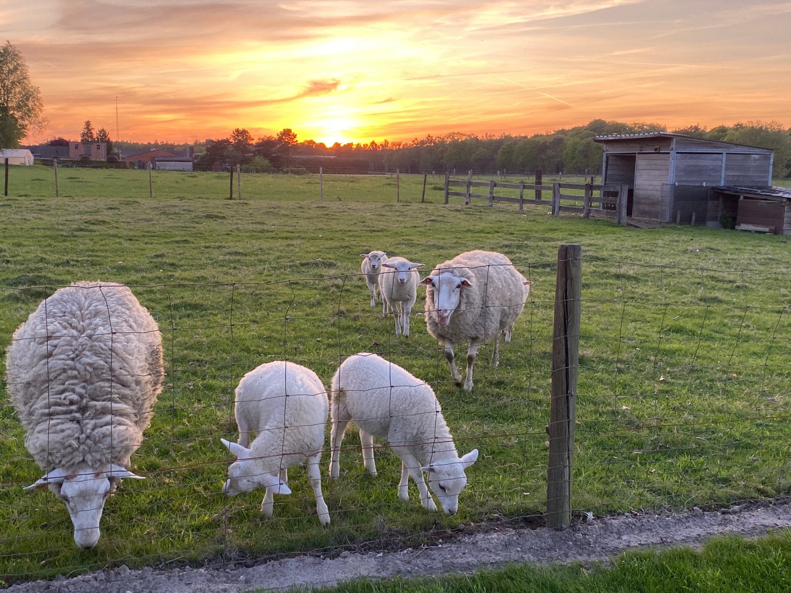 Ram lammeren te koop, ras Vlaamse Schaap, Animaux & Accessoires, Moutons, Chèvres & Cochons, Mâle, Mouton, 0 à 2 ans