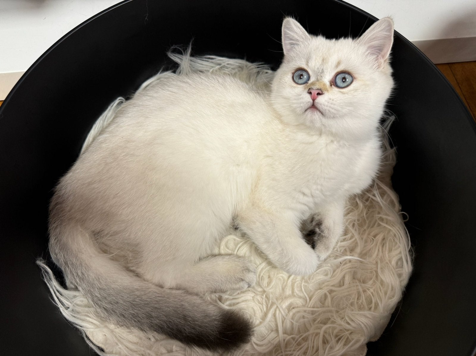 kittens Britse korthaar, Animaux & Accessoires, Chats & Chatons | Chats de race | Poil ras, Plusieurs animaux, Vermifugé, 0 à 2 ans
