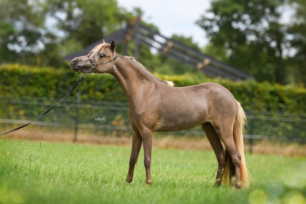 Amerikaans Minipaardje merrie, Jument, Avec pedigree, 3 à 6 ans