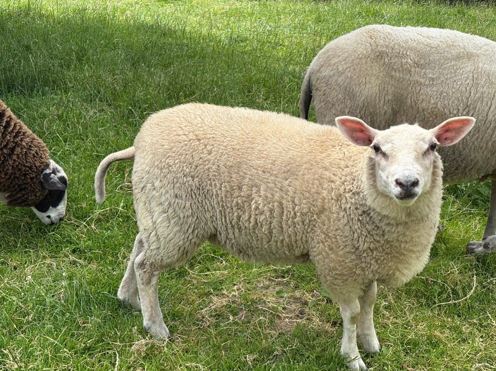 Lam ooi, Femelle, Mouton, 0 à 2 ans