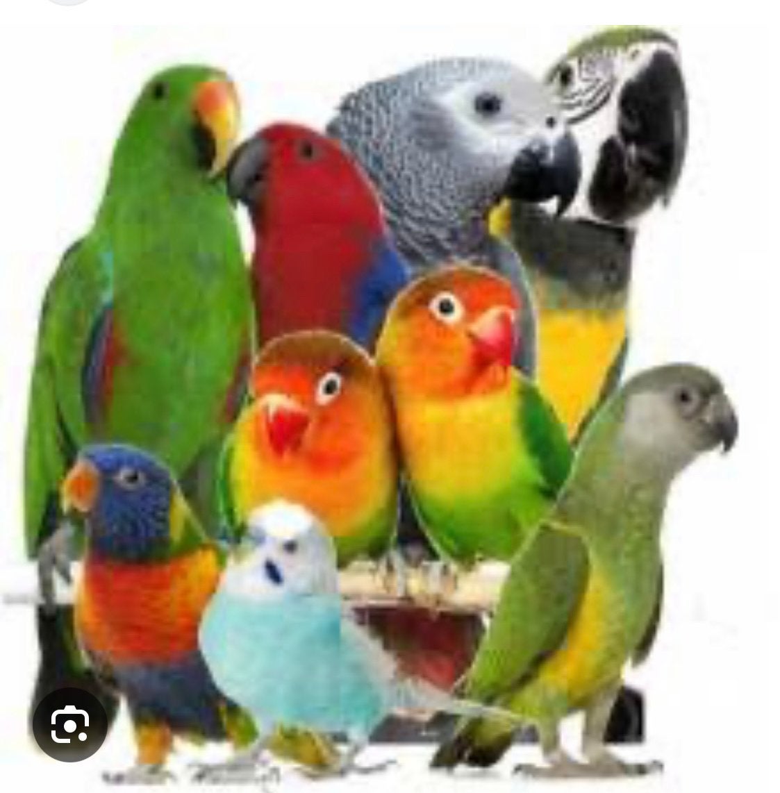 Gezocht, Dieren en Toebehoren