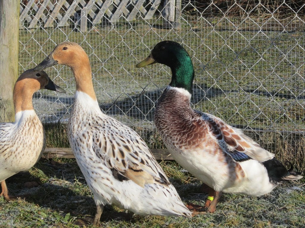 Streicher eend trio, Canard