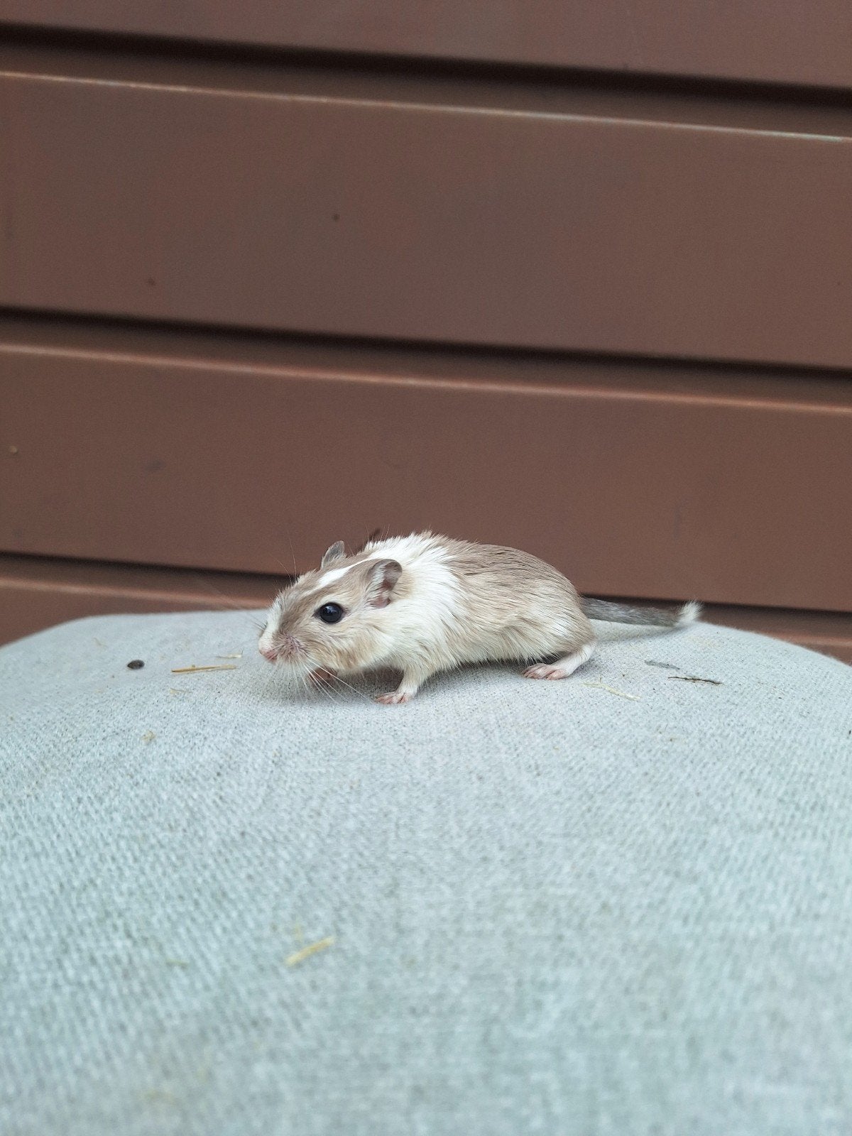 Jonge mongoolse gerbils, verschillende kleurtjes, tam, Dieren en Toebehoren, April, Tam
