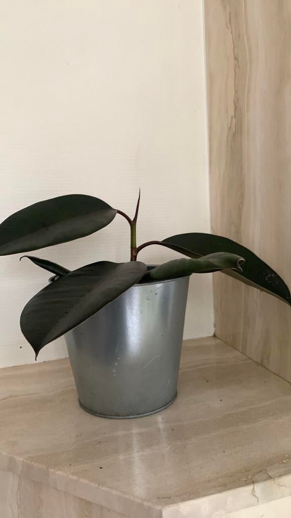 Ficus elastica, ook bekend als de Indische rubberboom, Ophalen, Ficus