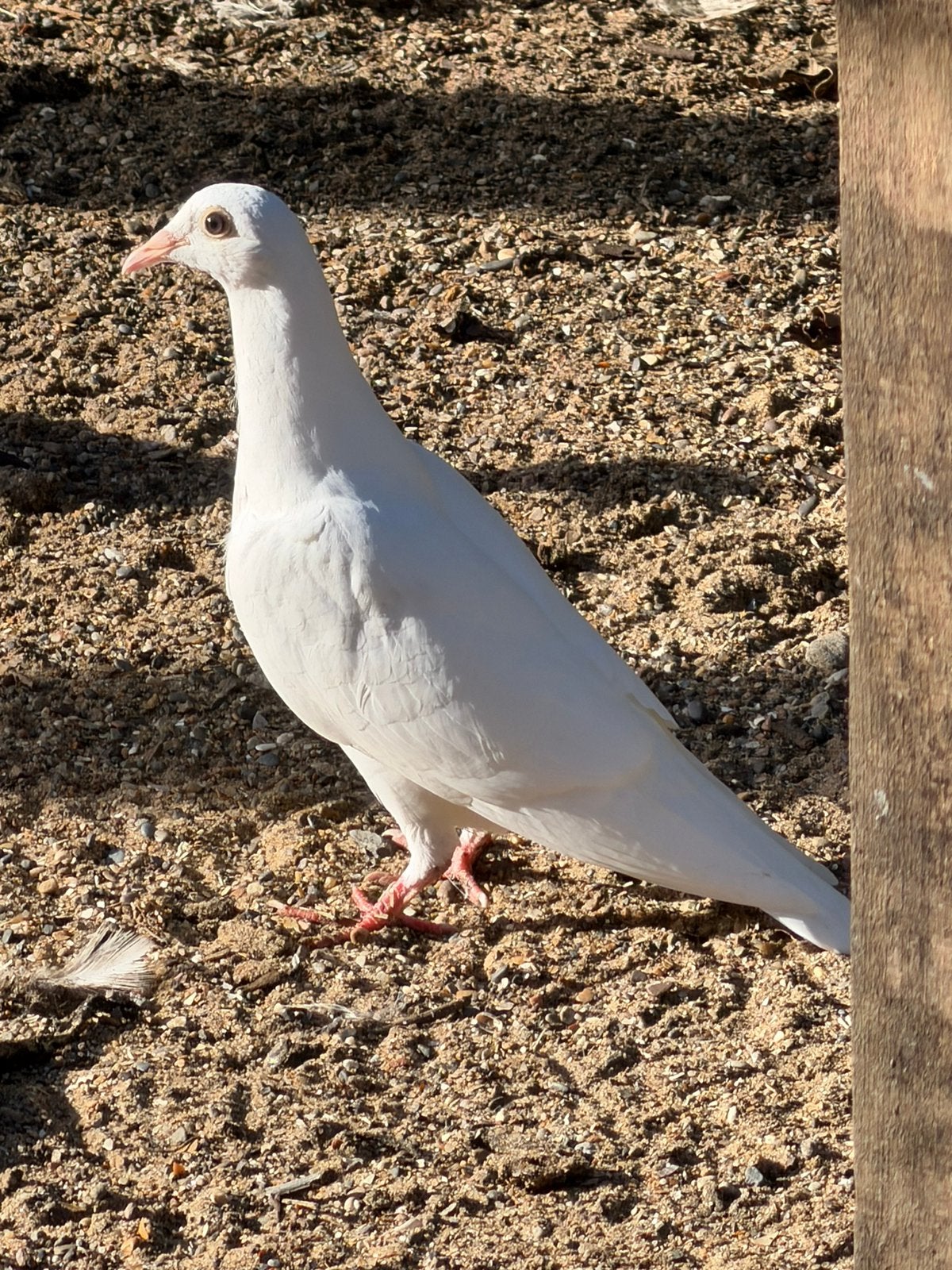 Jeunes pigeons voyageurs blancs, Animaux & Accessoires, Plusieurs animaux, Pigeon voyageur