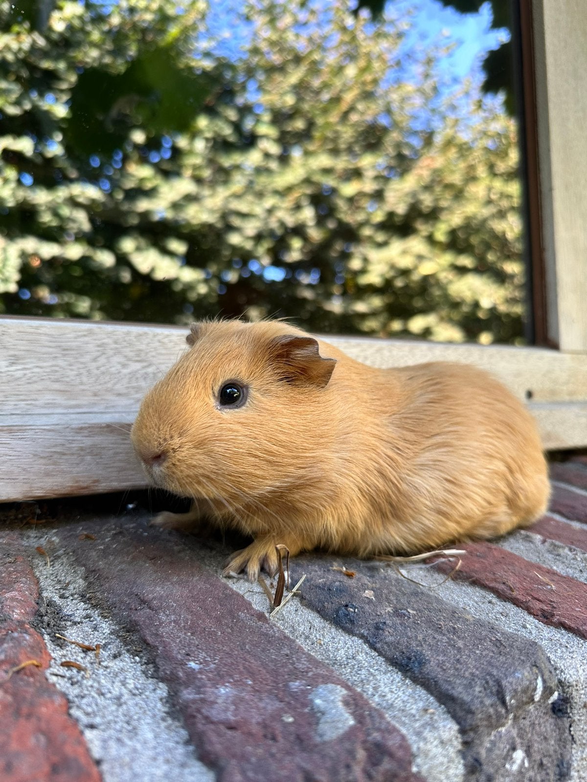 Cavia beertje, Dieren en Toebehoren, Knaagdieren, Mei, Mannelijk, Cavia