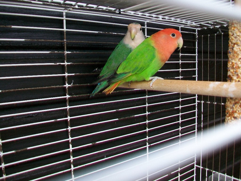 Mooie Agapornis koppel, Dieren en Toebehoren, Meerdere dieren, Dwergpapegaai of Agapornis