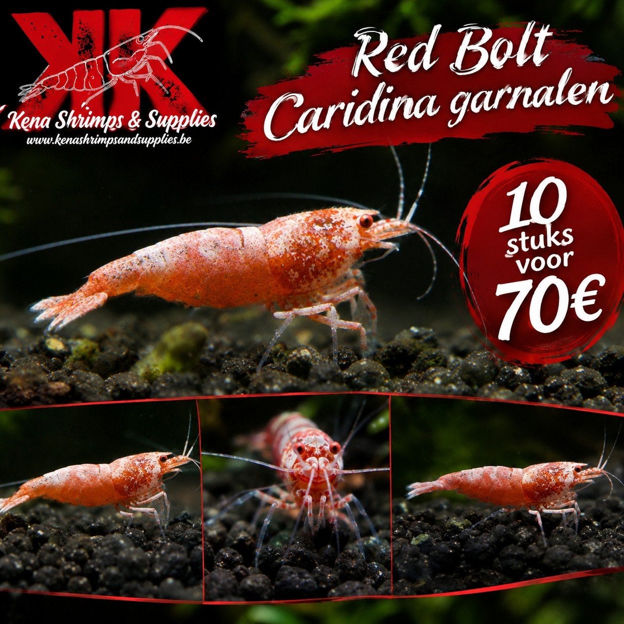 Red bolt caridina garnalen, Animaux & Accessoires