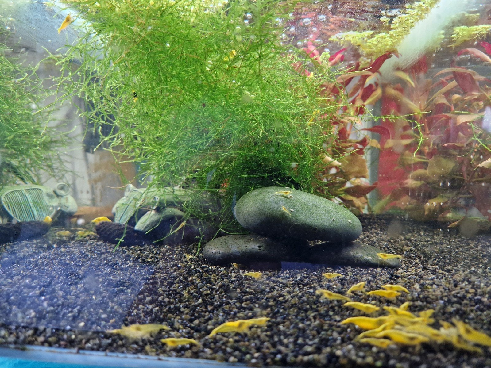 Kweek aquarium, Ophalen, Verwarming, Decoratie