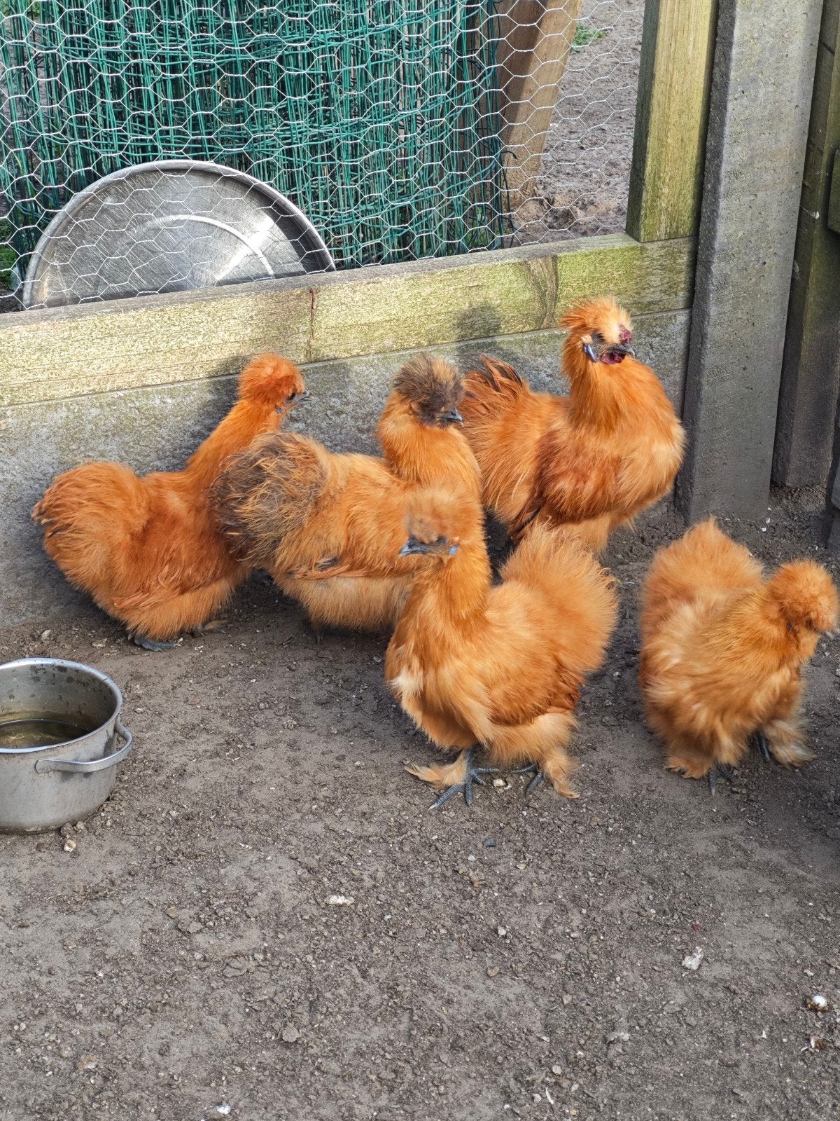 Zijdehoenders kriel buff, Dieren en Toebehoren, Pluimvee, Meerdere dieren, Kip