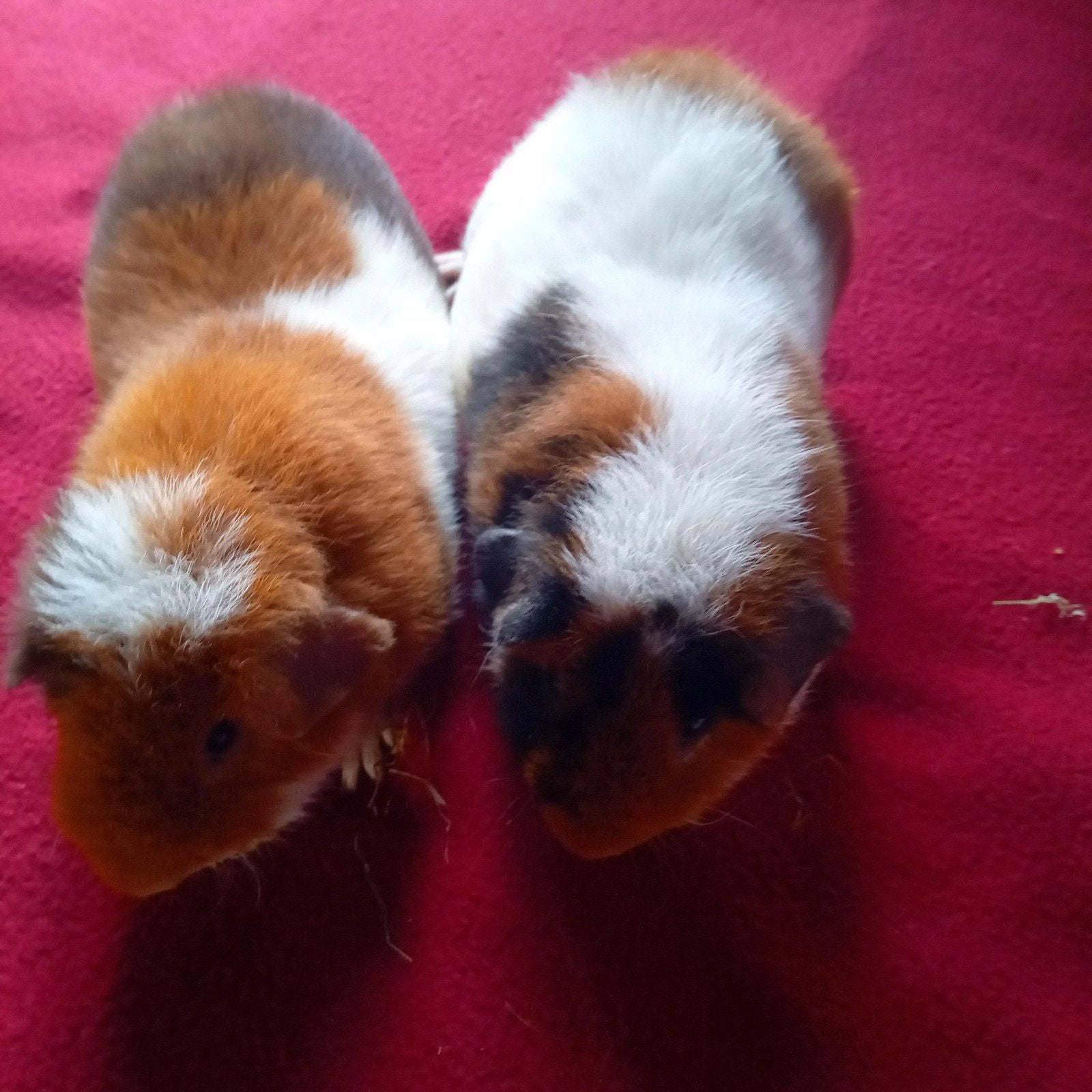 2 LIEVE US CAVIA BEERTJES PRIJS IS VOOR DE 2 SAMEN, Dieren en Toebehoren, Knaagdieren, Cavia, April, Mannelijk, Tam