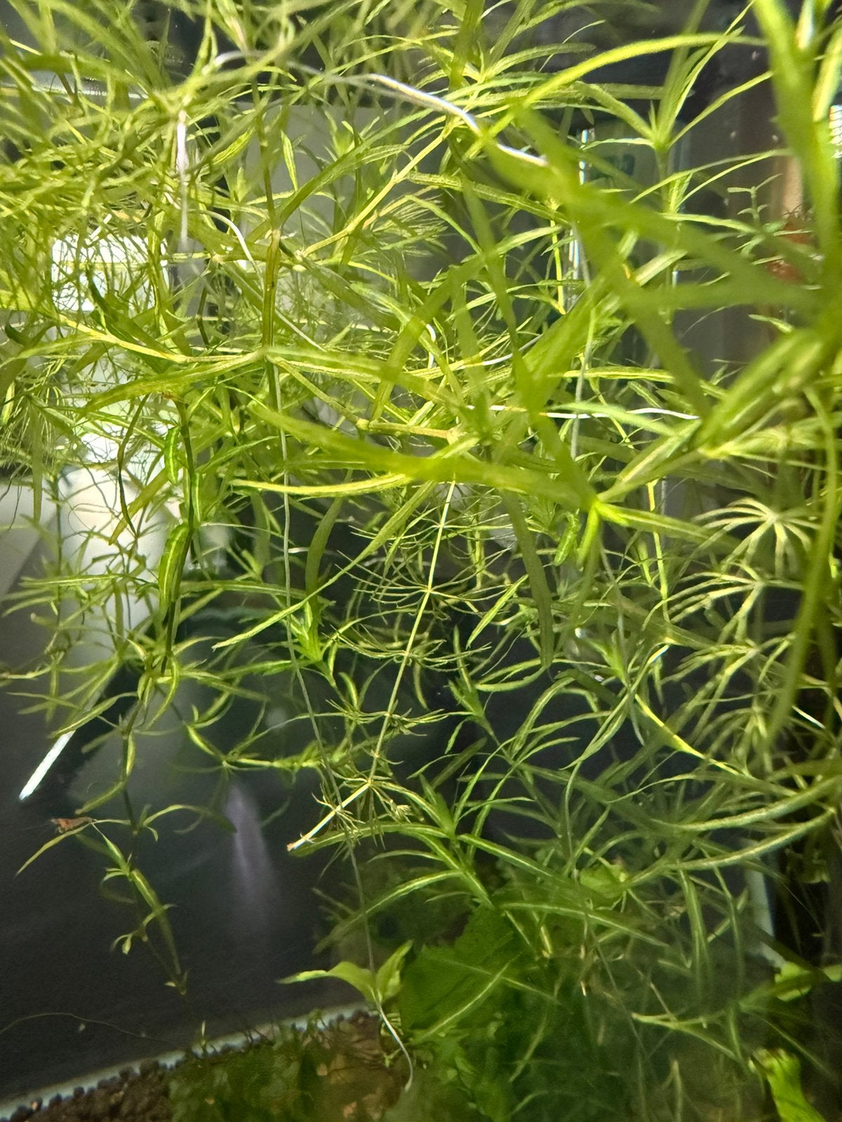 Pot guppygras en Hornwort Aquarium planten, Dieren en Toebehoren, Ophalen, Zo goed als nieuw