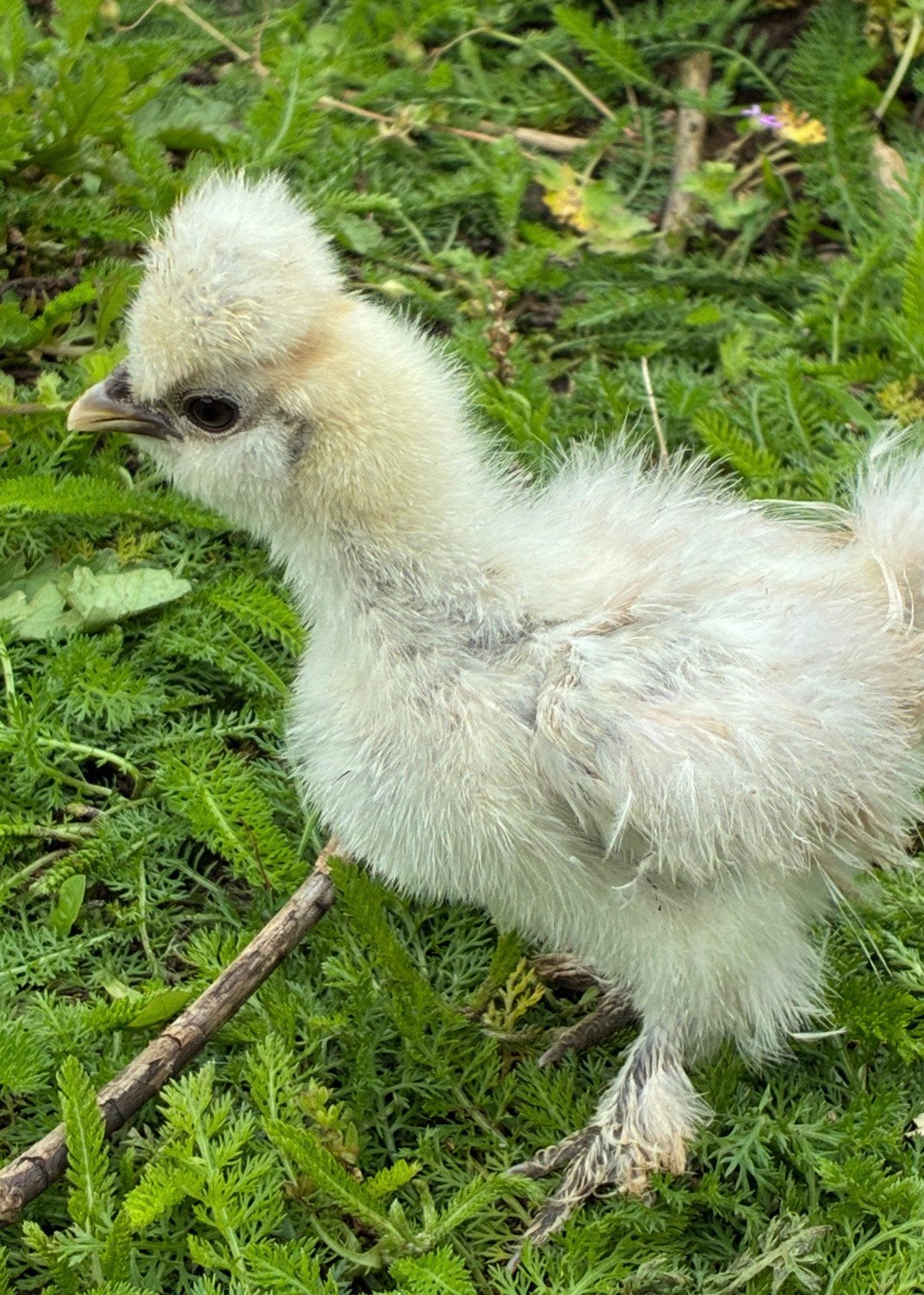 USA zijdehoen kuikens, Dieren en Toebehoren