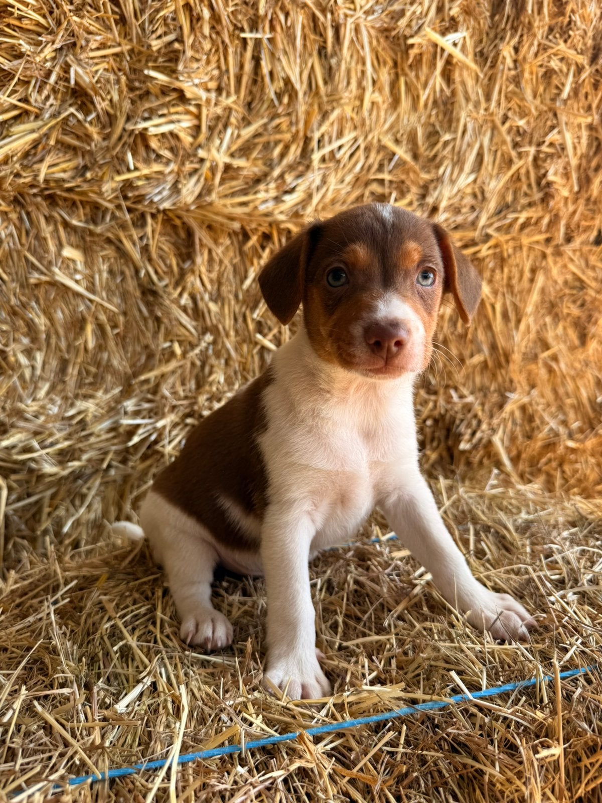 Boerenfoxen pups, Animaux & Accessoires, Parvovirose, Autres races, Plusieurs, Belgique