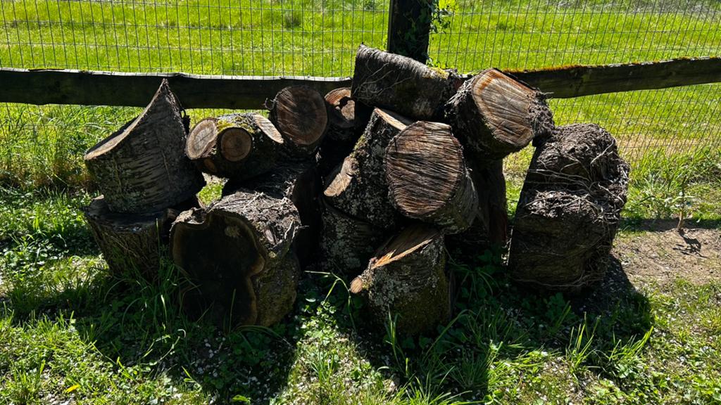 Ramassage de bois gratuit, Kerselaar, Jardin & Terrasse, Moins de 3 m³, Enlèvement, Autres essences de bois, Bûches