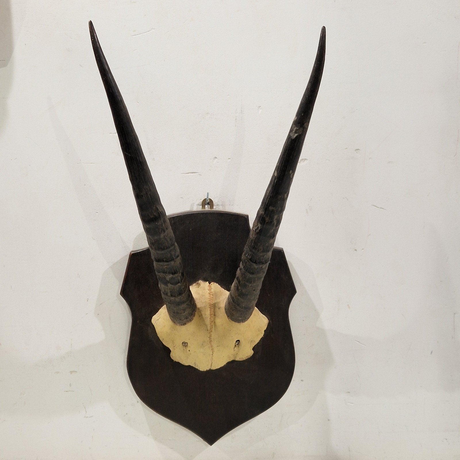 oryx , gazelle , antilope,  eland gewei , gemsbok afrika, Verzamelen, Dierenverzamelingen, Ophalen of Verzenden, Gebruikt, Gewei of Kop
