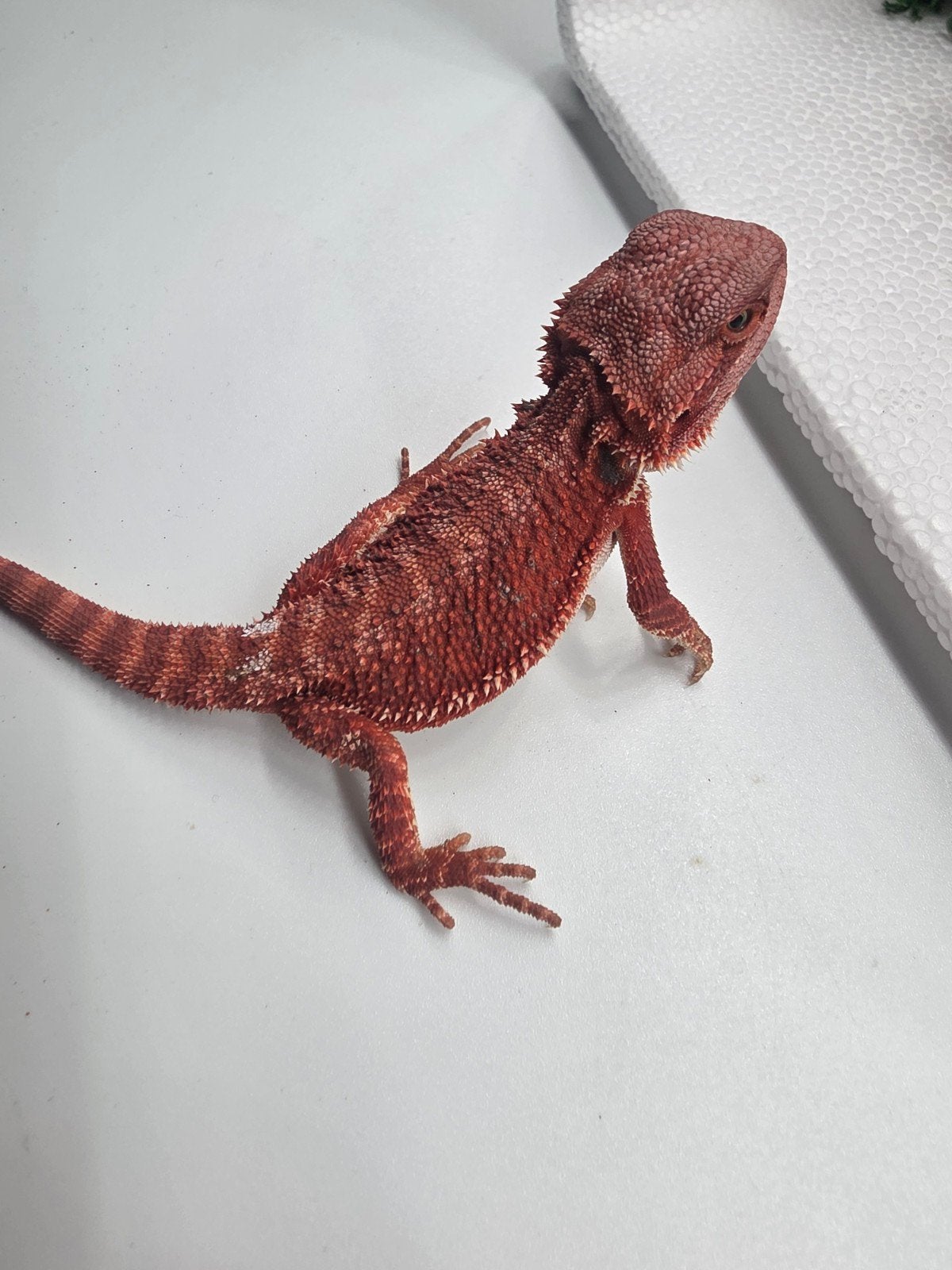 monstre rouge hypo man, Animaux & Accessoires