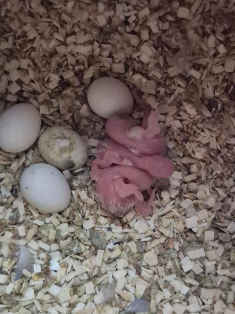 nouveau bébés perruches, Animaux & Accessoires, Oiseaux | Perruches & Perroquets, Bagué