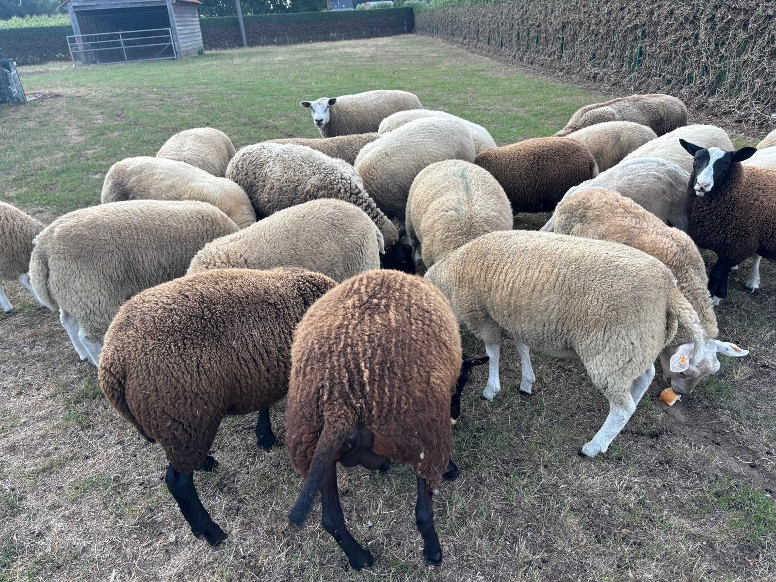 8 lammeren, Plusieurs animaux, Mouton, 0 à 2 ans