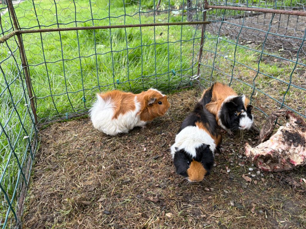 Cavia's, Dieren en Toebehoren, Knaagdieren, December, Meerdere dieren, Cavia