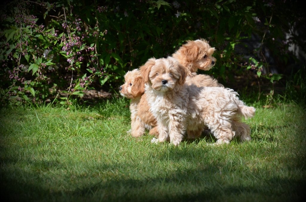 Chiots Maltipoo, 15 semaines à 1 an, Chien (mâle), Maladie de Carré (chiens), Autres races