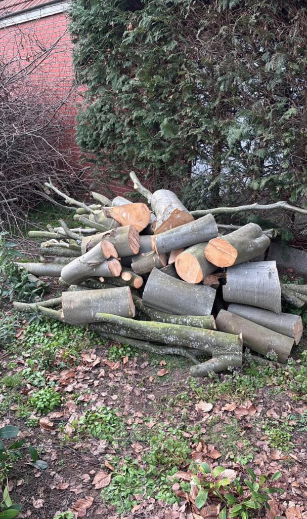 Beukenhout vers gezaagd, Moins de 3 m³, Enlèvement, Hêtre, Troncs d'arbres