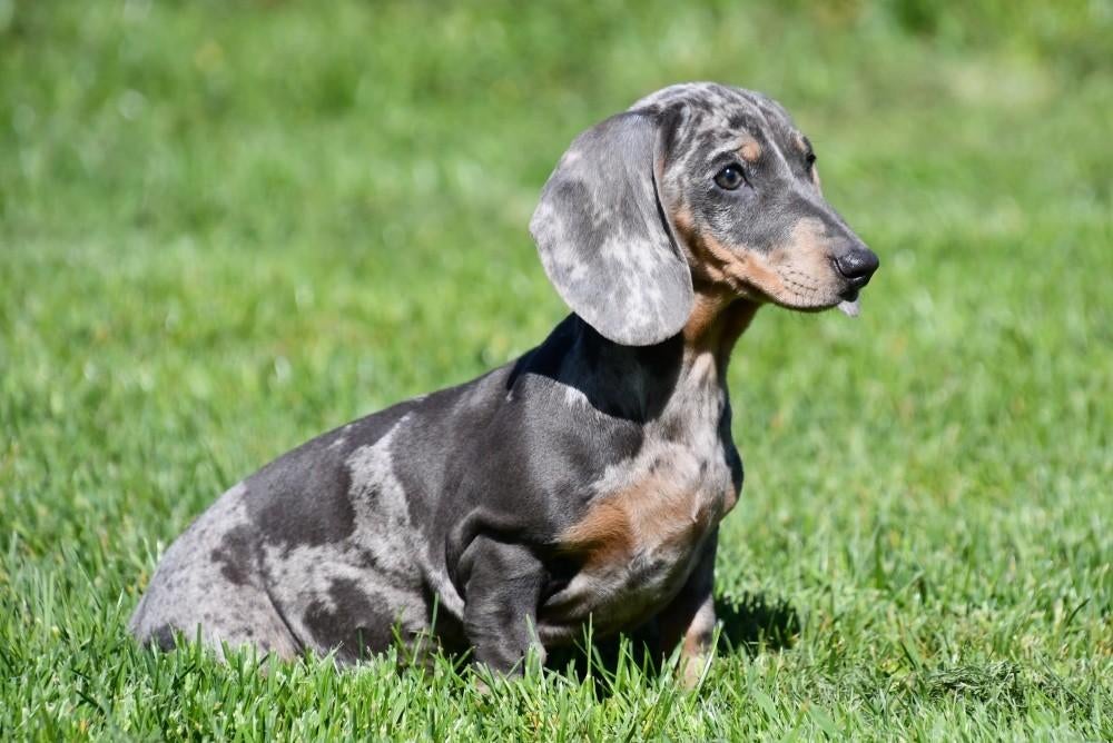 Kortharige Teckel pups te koop, 15 weken tot 1 jaar, Dwerg, Parvo, Meerdere