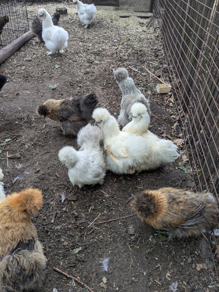 Zijdehoentjes tam, Dieren en Toebehoren