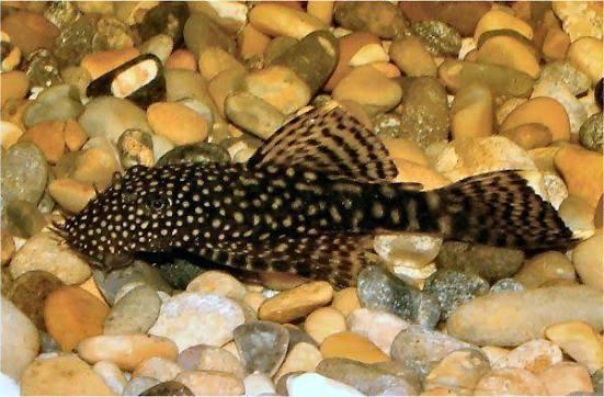 Zwarte ancistrus baby, Dieren en Toebehoren, Vis, Zoetwatervis