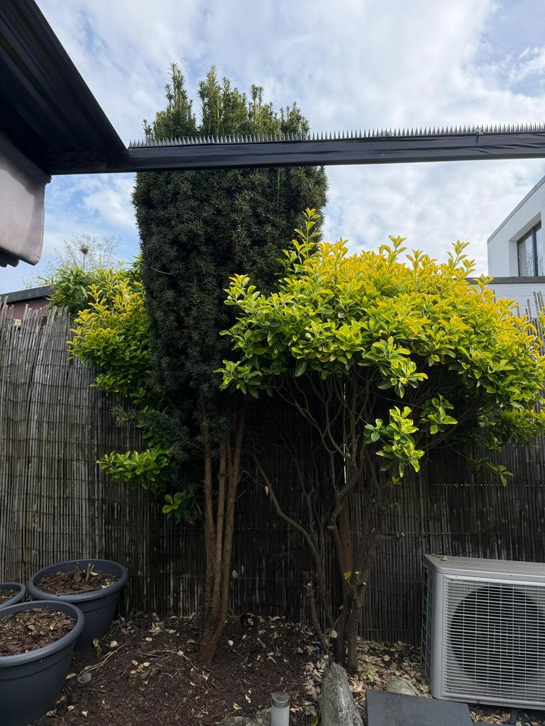 Venijnboom, Enlèvement