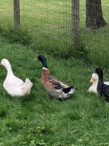 Wildkleur eend (mix), Animaux & Accessoires, Oiseaux | Oiseaux Autre, Mâle