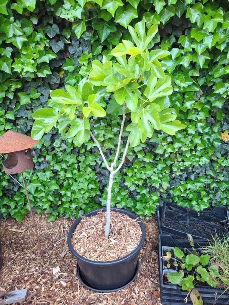 Vijgenboom, Tuin en Terras, Planten | Fruitbomen, Ophalen, In pot, Vijgenboom