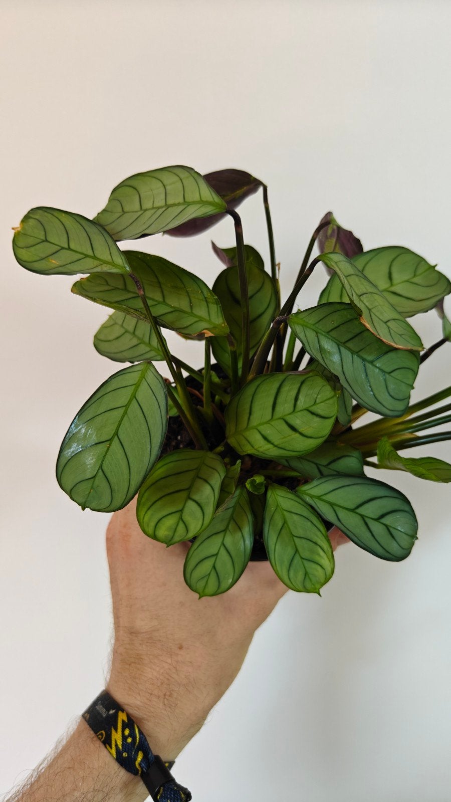 Ctenanthe amagris, Huis en Inrichting, Kamerplanten, Overige soorten, In pot, Minder dan 100 cm, Groene kamerplant