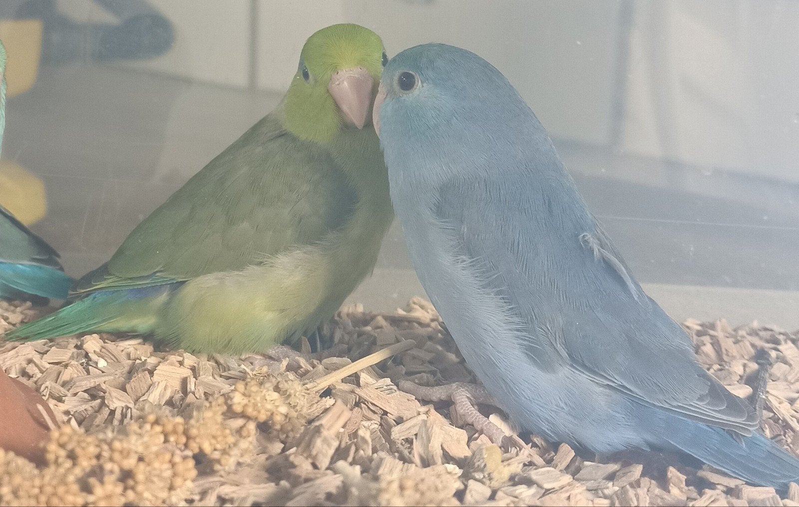 2 forpus jongen van juni, Dieren en Toebehoren