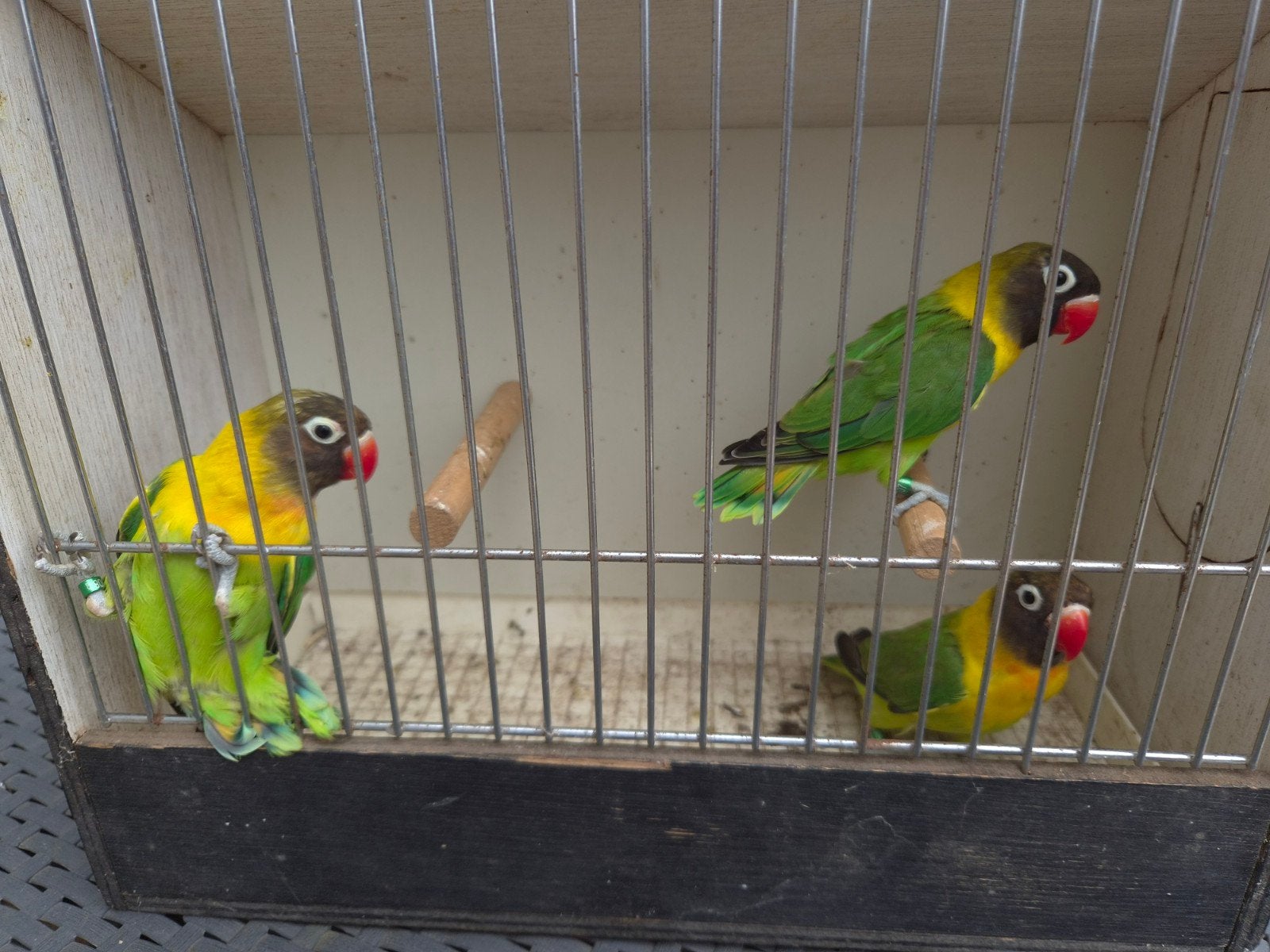Agapornis personata jongen april 2026, Geslacht onbekend