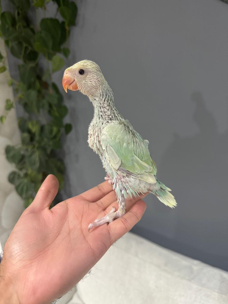 Magnifique Bébé Perruche à Collier EAM, Animaux & Accessoires, Oiseaux | Perruches & Perroquets, Perruche