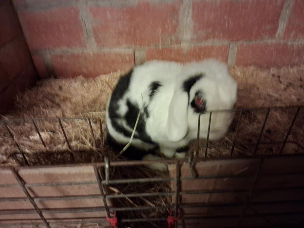 Nederlandsehangoor, Animaux & Accessoires, Lapins, Femelle, Nain, Oreilles tombantes, 3 à 5 ans