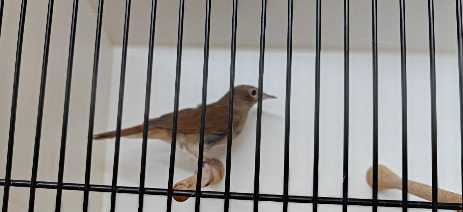 Nachtegaal, Dieren en Toebehoren