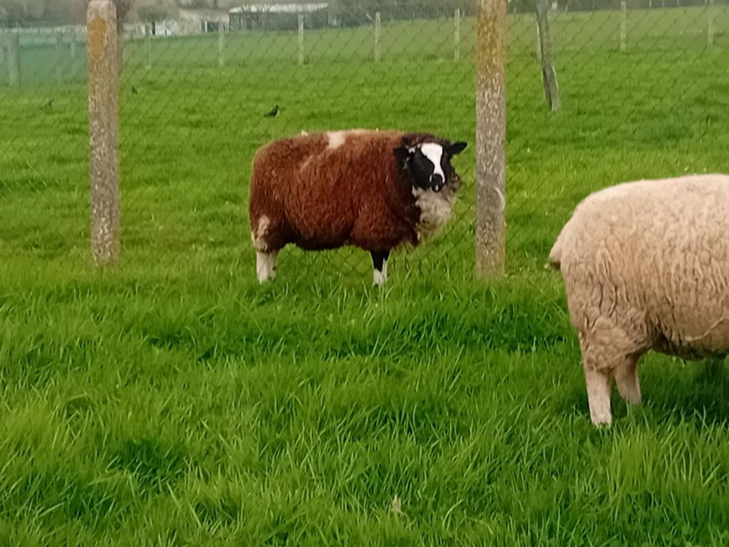 Ooi, Dieren en Toebehoren, Vrouwelijk, Schaap, 0 tot 2 jaar