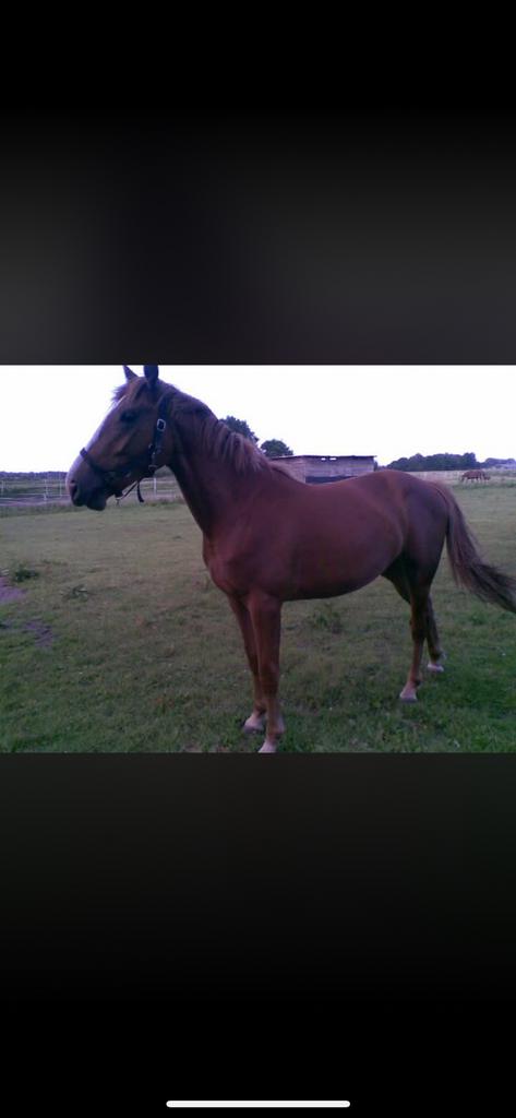 Recreatiepaard met dressuur en spring ervaring, Animaux & Accessoires, Chevaux, 11 ans ou plus, Avec pedigree, M, 165 à 170 cm