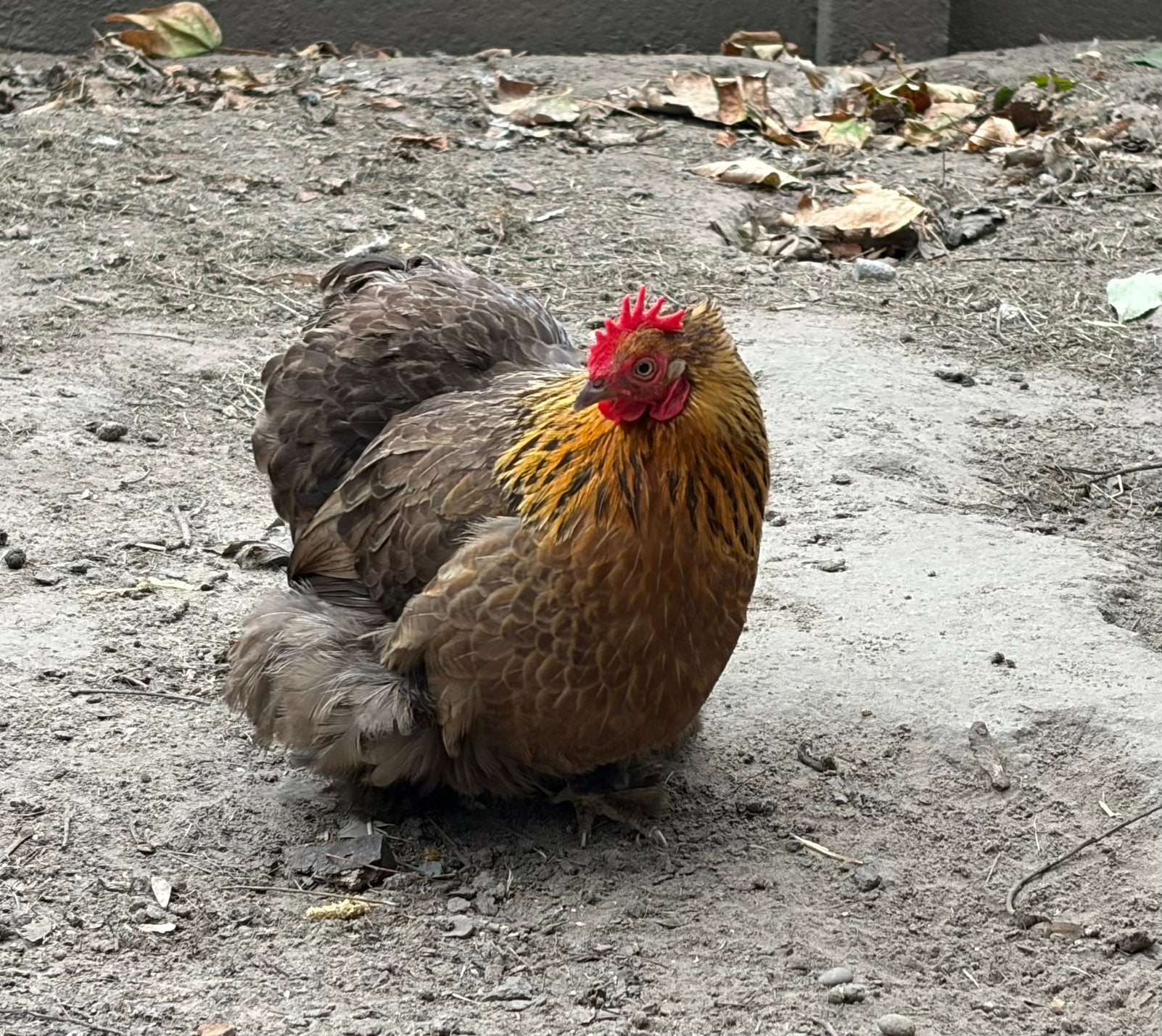 Cochin kriel, Dieren en Toebehoren, Vrouwelijk, Kip