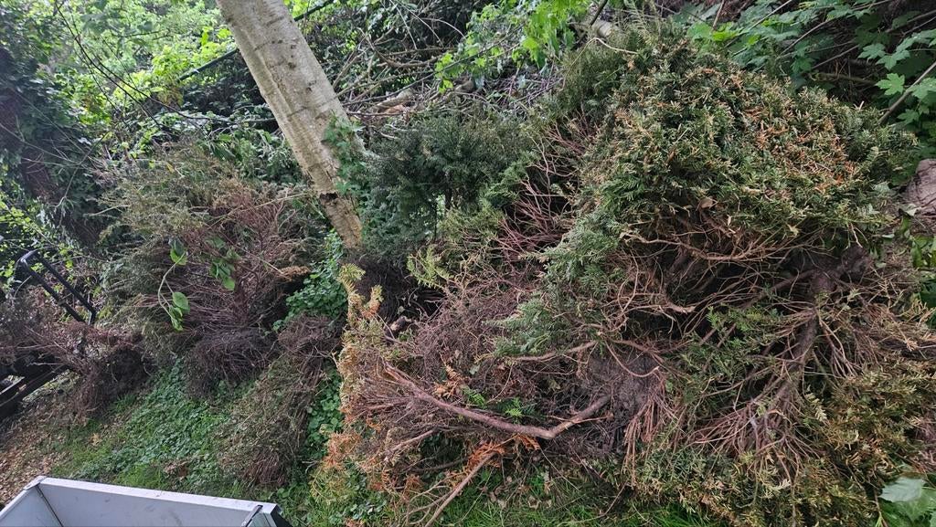 8 tal grote taxus planten (haag 1m hoog) snel afhalen, Tuin en Terras, Ophalen