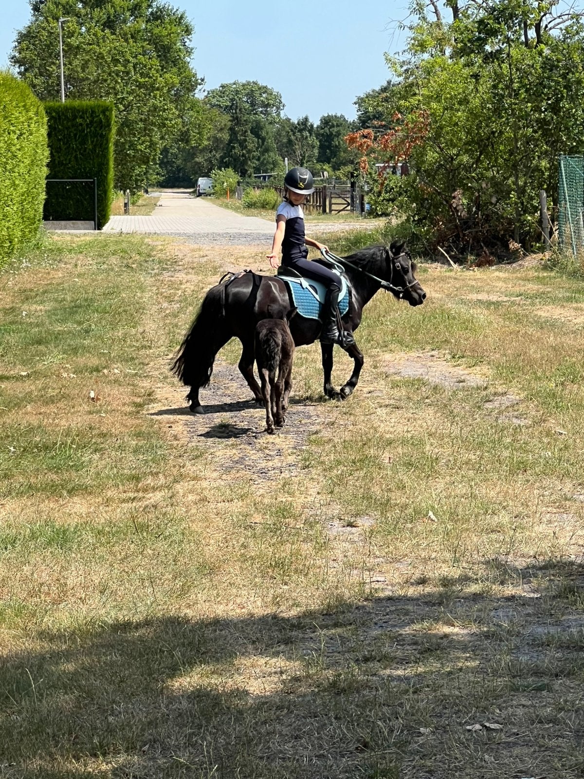 Kinderpony, Dieren en Toebehoren, Pony's, Merrie, Zadelmak, A pony (tot 1.17m), Recreatiepony, 3 tot 6 jaar, Met stamboom, Gechipt