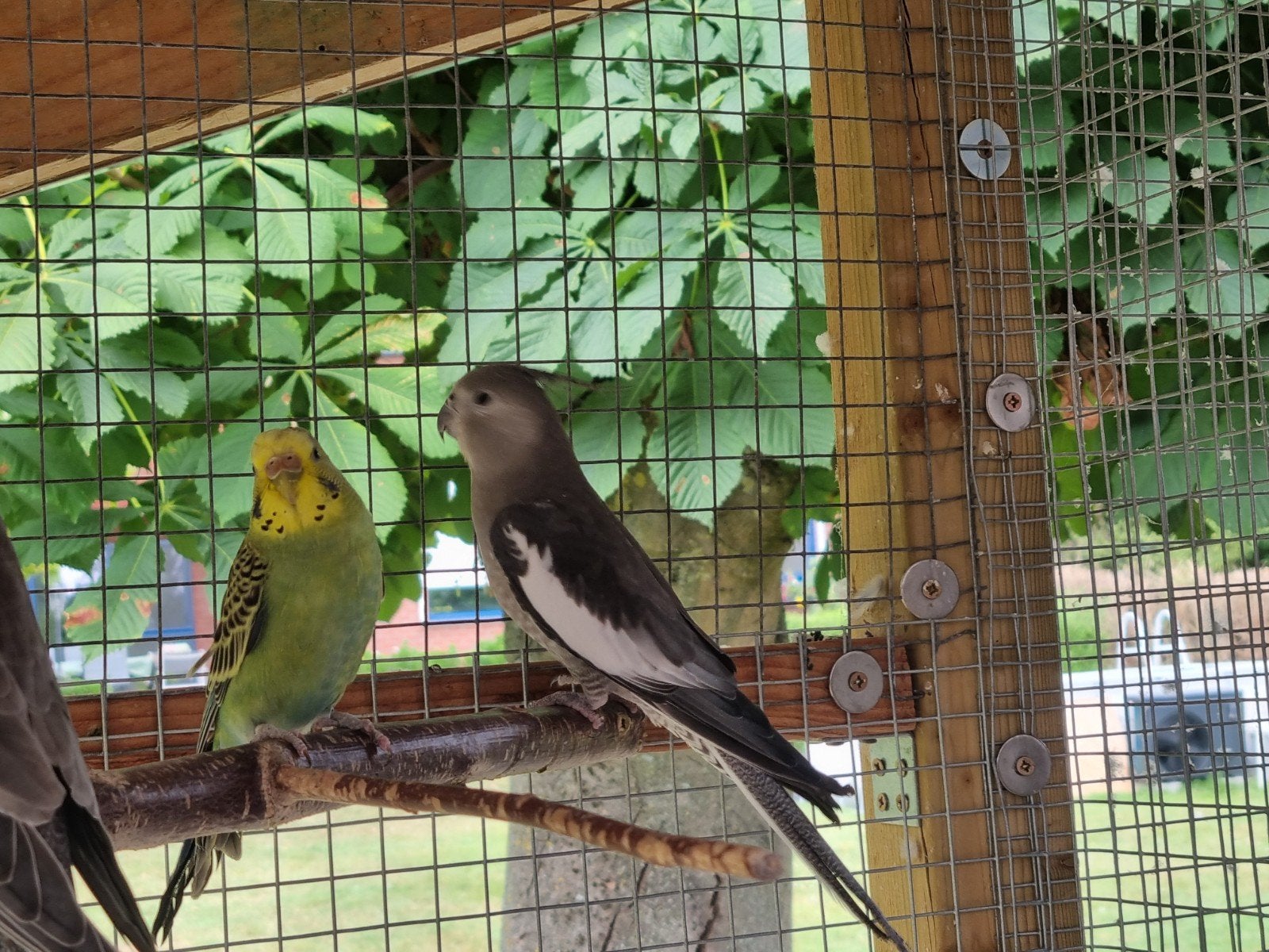 2 valkparkieten, Dieren en Toebehoren, Vogels | Parkieten en Papegaaien