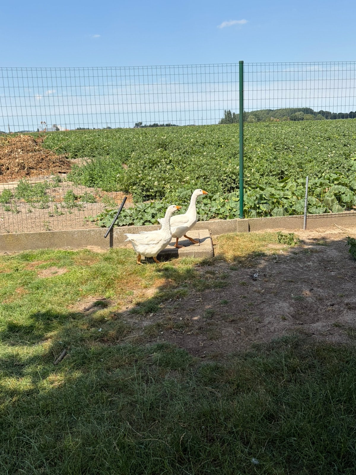 Jonge witte ganzen, Plusieurs animaux, Oie ou Cygne