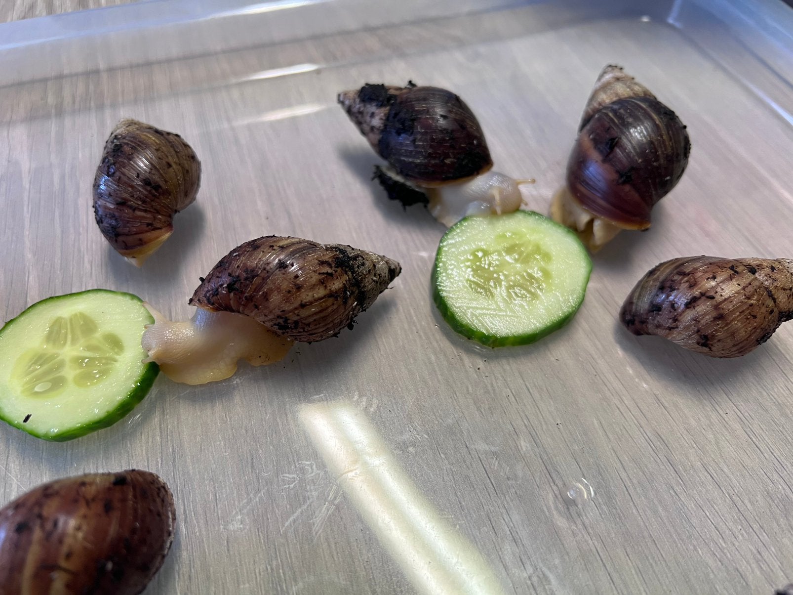 Bébés escargots albinos agate, Animaux & Accessoires, Autres espèces, Domestique, 0 à 2 ans
