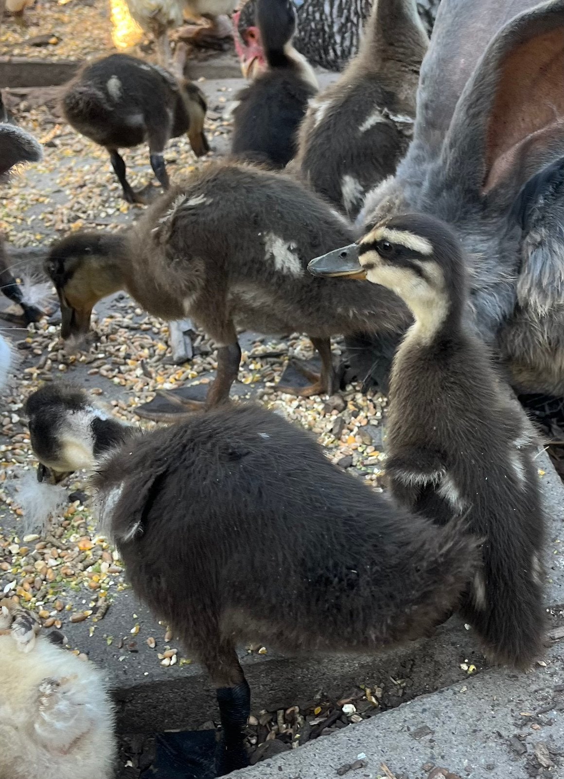 Loopeend kuikens, Dieren en Toebehoren, Geslacht onbekend, Eend