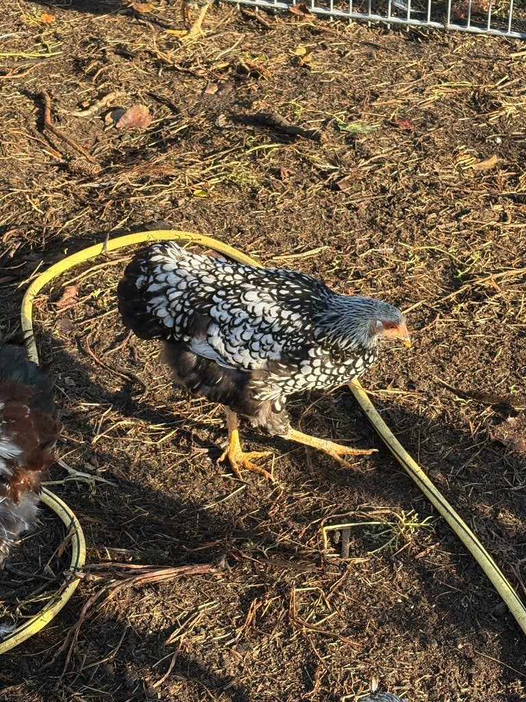 Kippen, Dieren en Toebehoren, Vrouwelijk, Kip