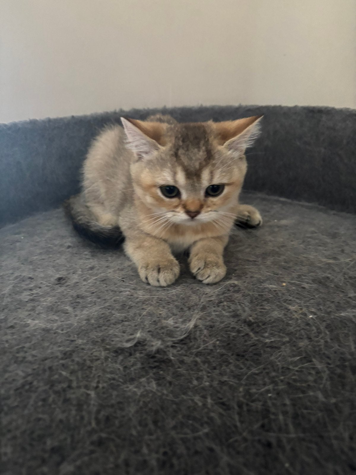 Brits korthaar kitten, Animaux & Accessoires, Chatte ou Chat, Avec pedigree, 0 à 2 ans