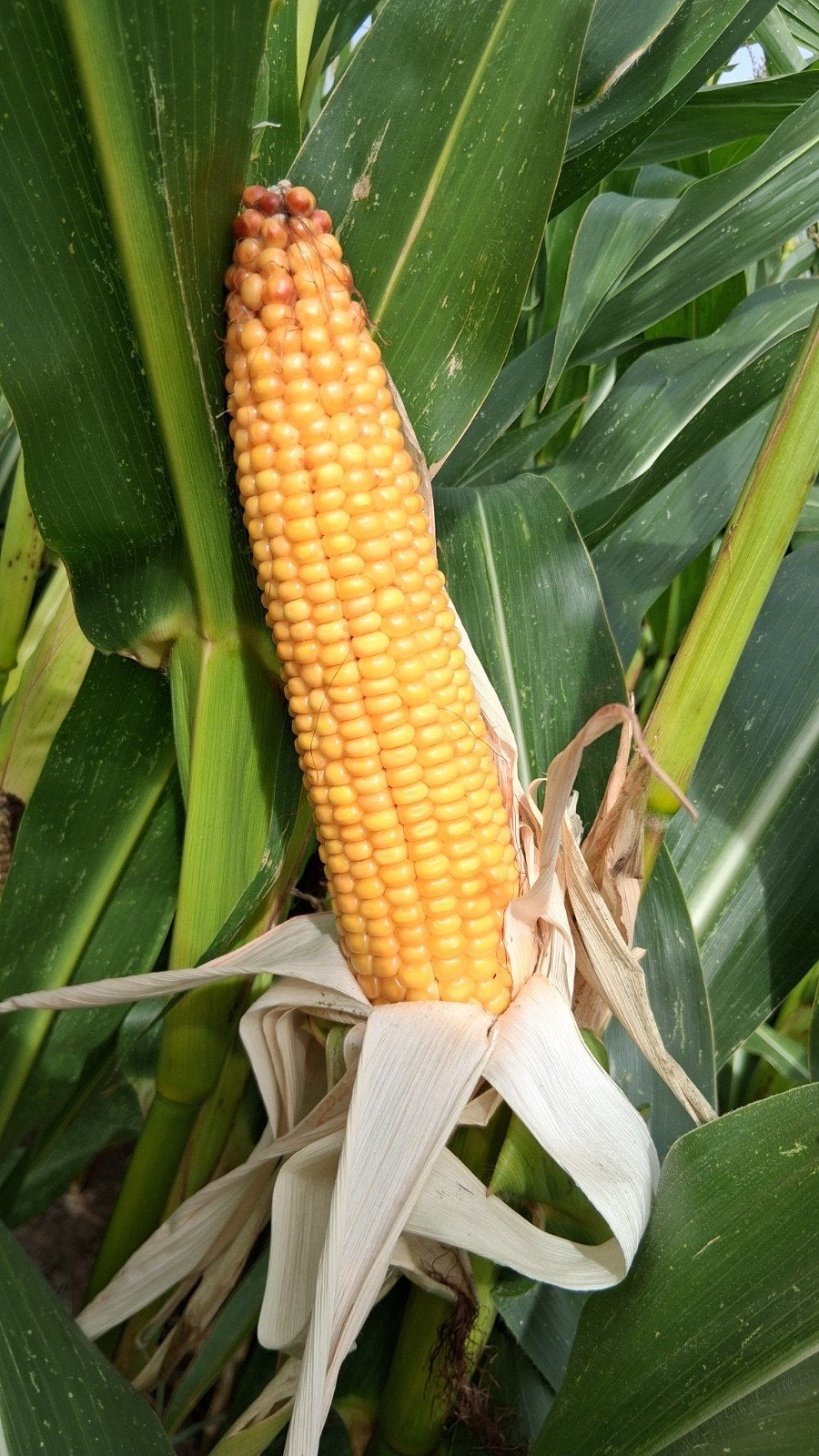 1.9 ha goede mais, Ophalen